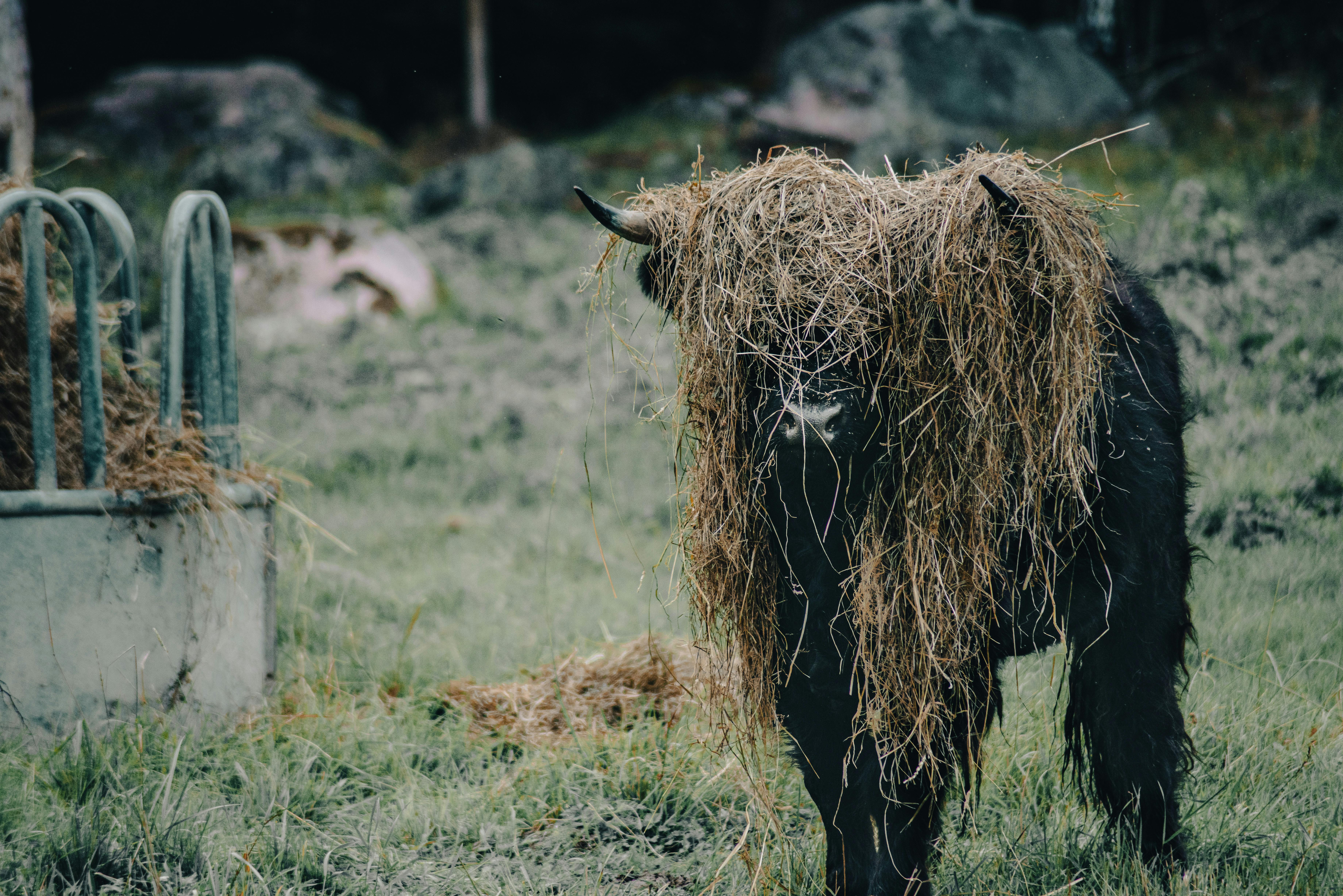 grátis Foto profissional grátis de agricultura, agricultura tradicional, animal doméstico Foto profissional