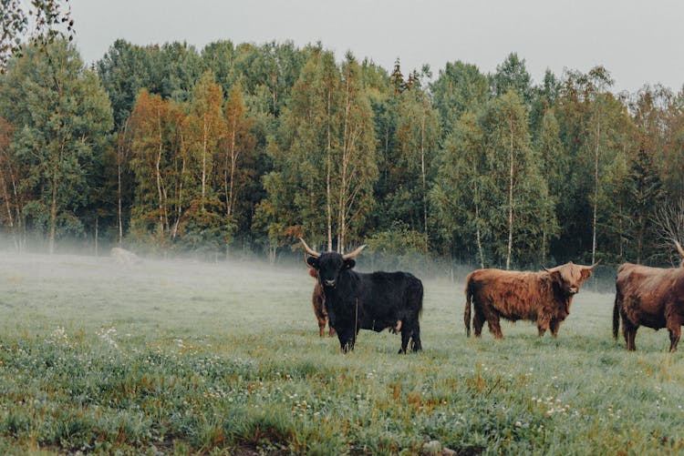 Bulls On Meadow