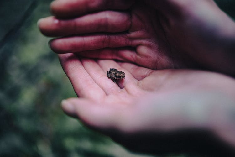 Unusually Small Frog On Woman Hand