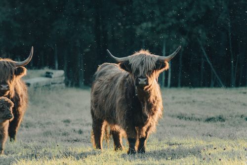 Free Highland cattle in a serene field setting, capturing the essence of nature. Stock Photo