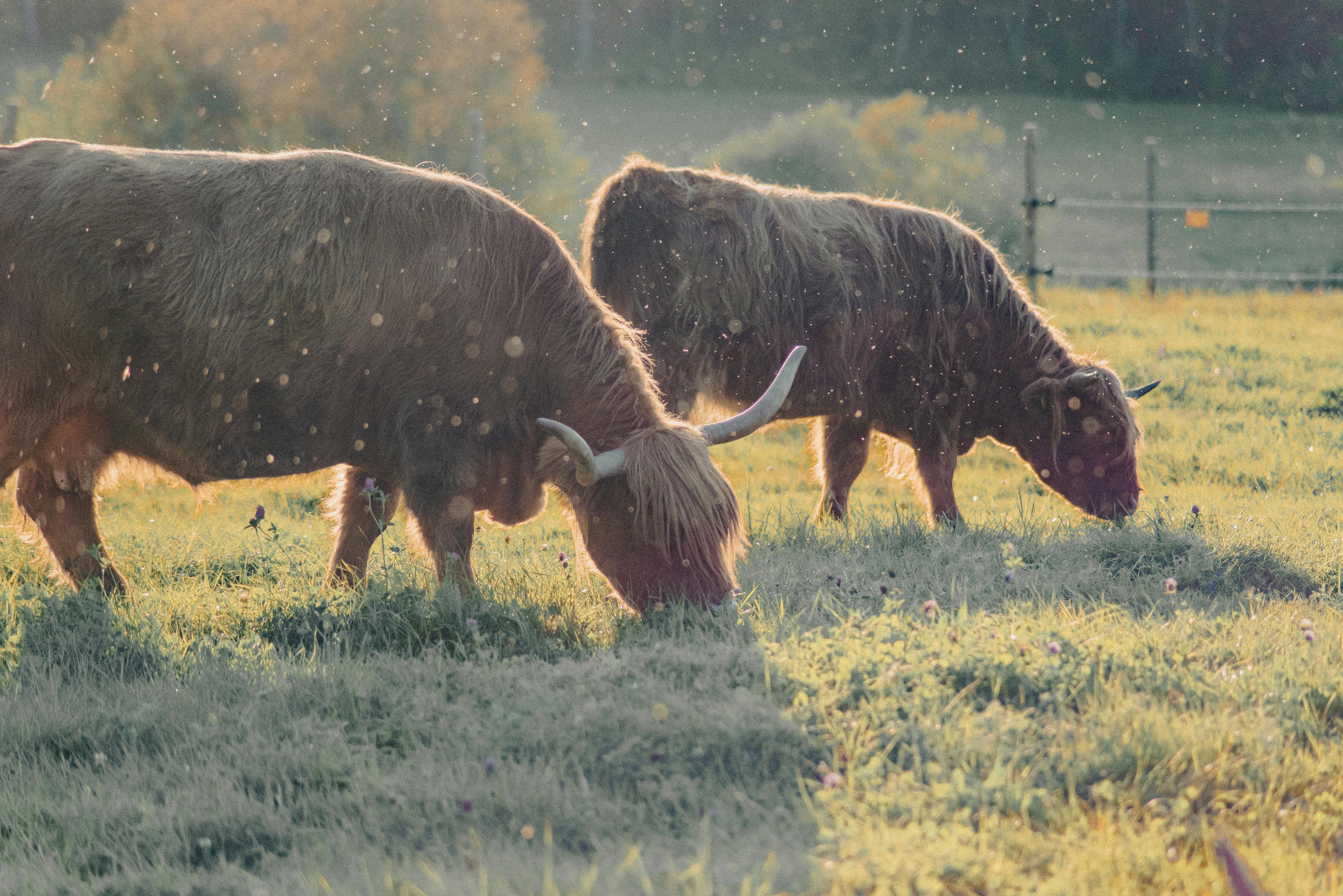 grátis Foto profissional grátis de agricultura, animais, animais da fazenda Foto profissional