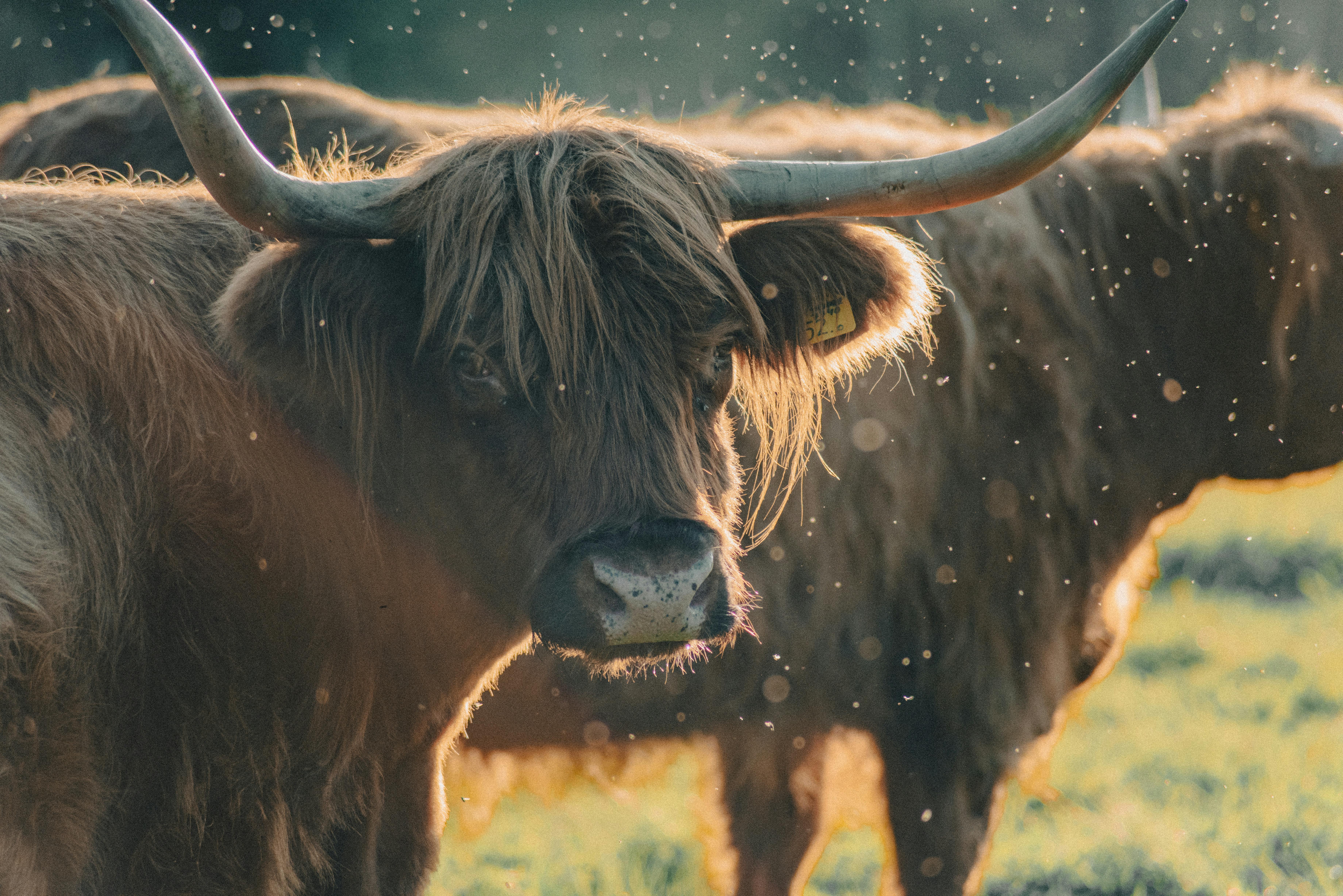 grátis Foto profissional grátis de agricultura, agricultura tradicional, animal Foto profissional