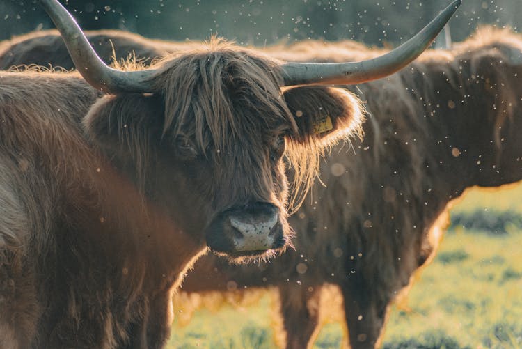 Head Of A Highland Bull