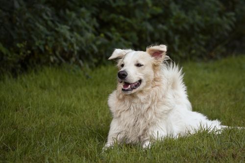 Free A fluffy white dog lying on green grass, enjoying a day outdoors with a cheerful expression. Stock Photo