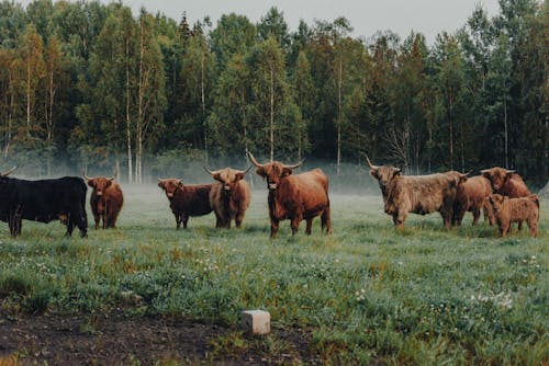 Imagine de stoc gratuită din animale de fermă, bovine Highland, coarne