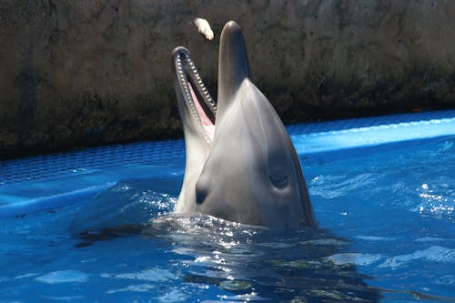 Szary Delfin Na Błękitnej Wodzie