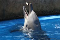 阳光明媚的日子里，一只顽皮的海豚在室外游泳池里捕食