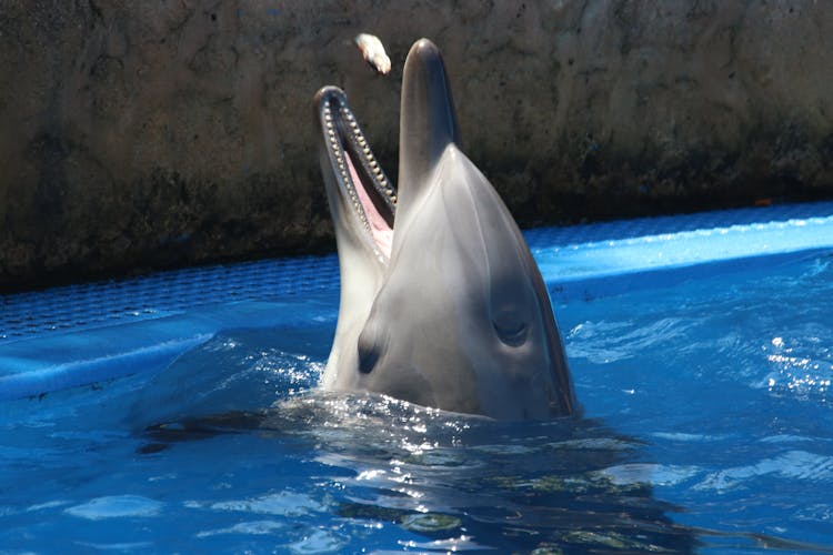 Gray Dolphin On Blue Water