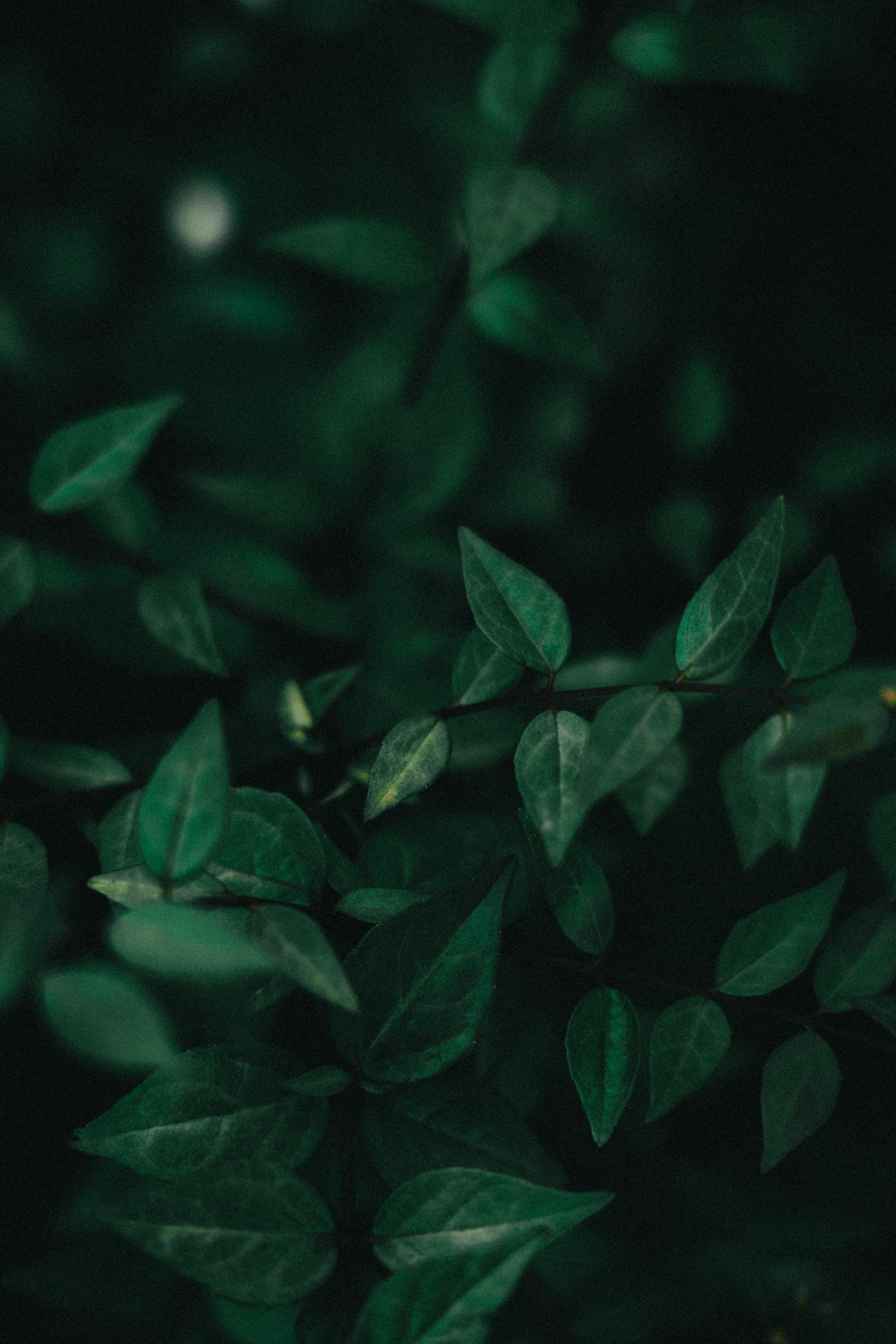 A detailed close-up of lush green leaves with a dark, moody atmosphere.