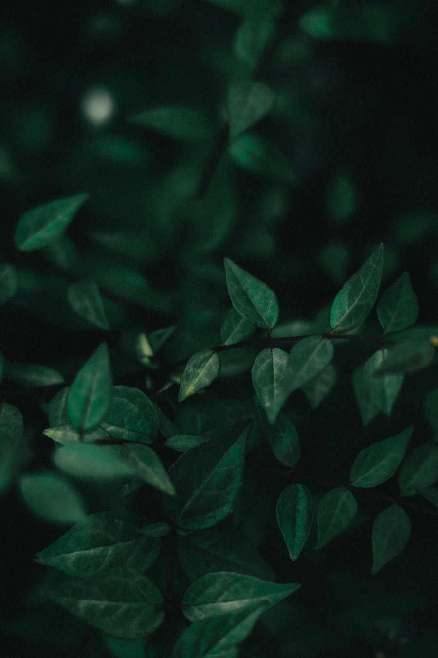 Dark green leaves filling the frame — photo by Mathias Reding on Pexels