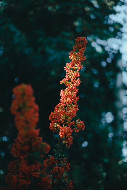 Delicate red Pyracantha Coccinea berries in lush greenery, captured with soft depth of field.