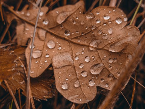 Close-up of an oak leaf covered with raindrops in an autumn forest setting, showcasing natural beauty.