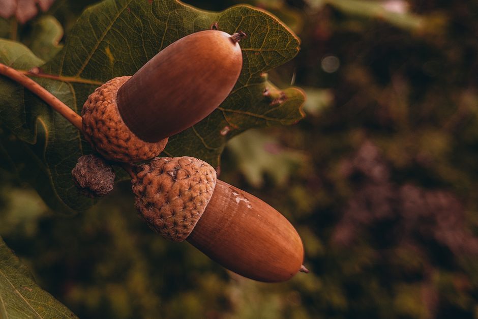 Close-up of acorns in late summer — oak trees start producing acorns after 20 to 50 years in Surrey BC