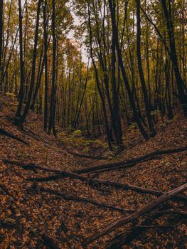A tranquil forest scene in autumn, showcasing fallen leaves and towering trees.