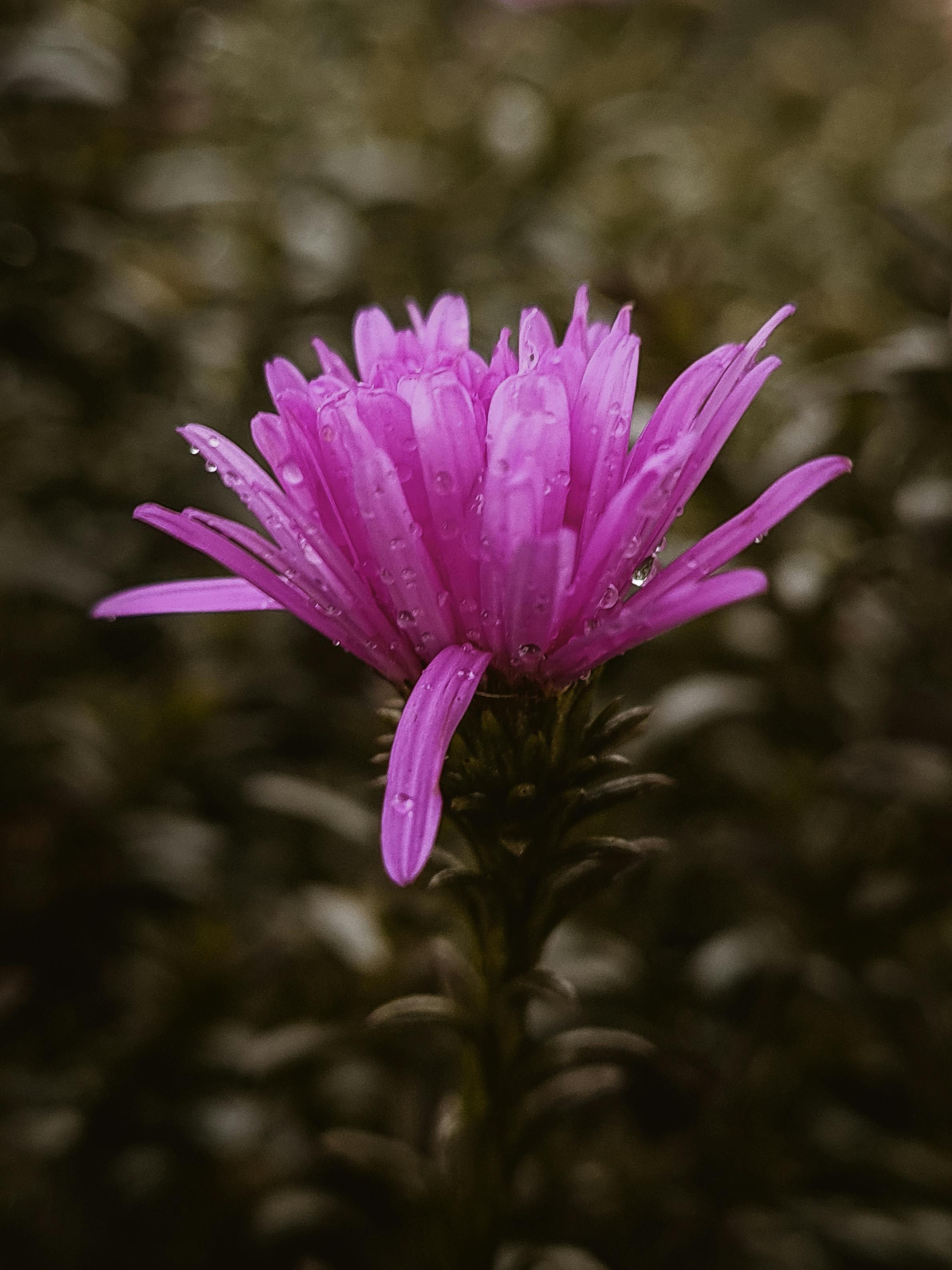 Aster Background Photos, Download The BEST Free Aster Background Stock