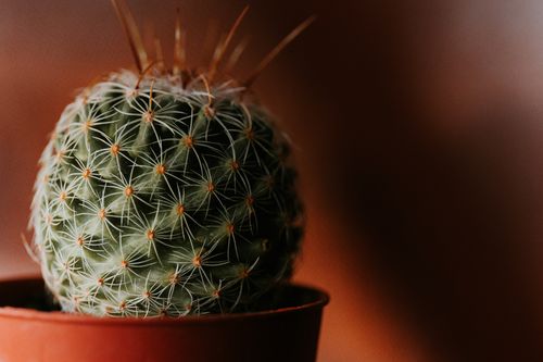 Free Detailed view of a prickly cactus plant in a pot, ideal for indoor decoration. Stock Photo