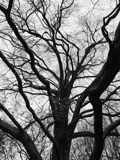 Leafless Tree at Winter