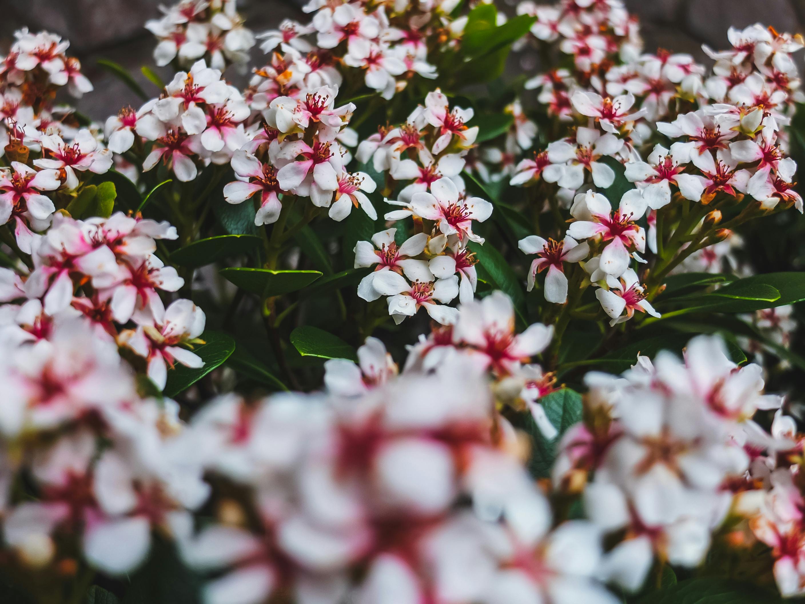 selective focus photo of jasmine flowers in bloom