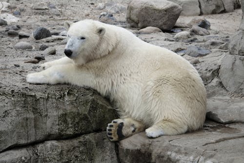 White Polar Bear Lying on a Concrete Surface