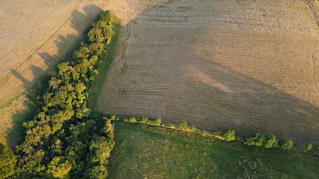 Aerial landscape of green cropland and trees in Central Bedfordshire, England, under golden daylight.