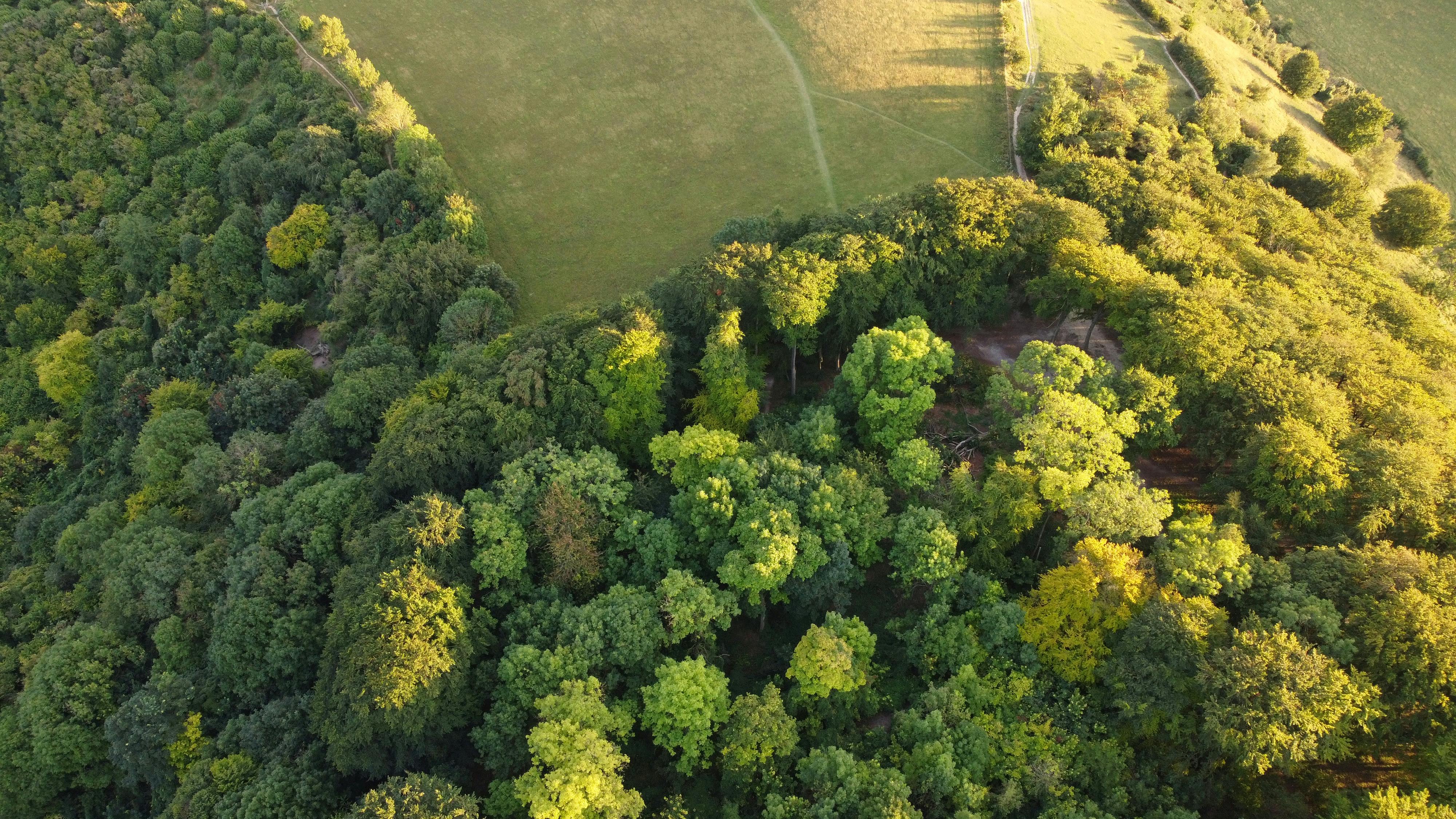 ash tree disease resistance research UK
