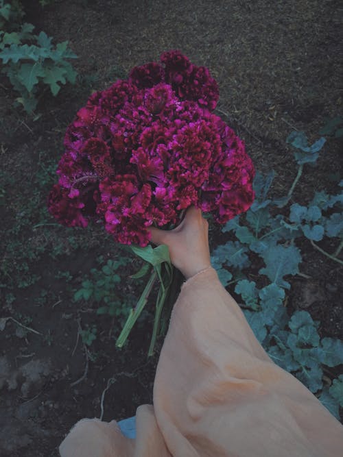 Person Holding a Bunch of Hydrangea Flowers