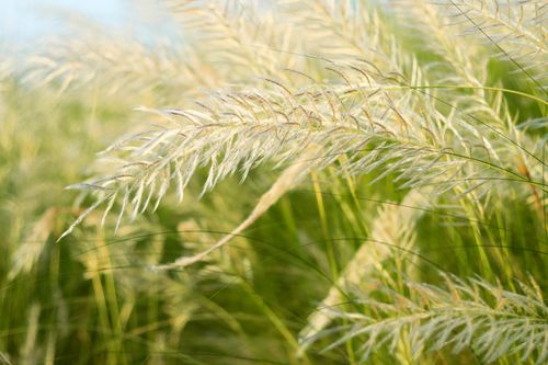 Free A vivid close-up of wild grass catkins in bloom, highlighting their intricate structure. Stock Photo