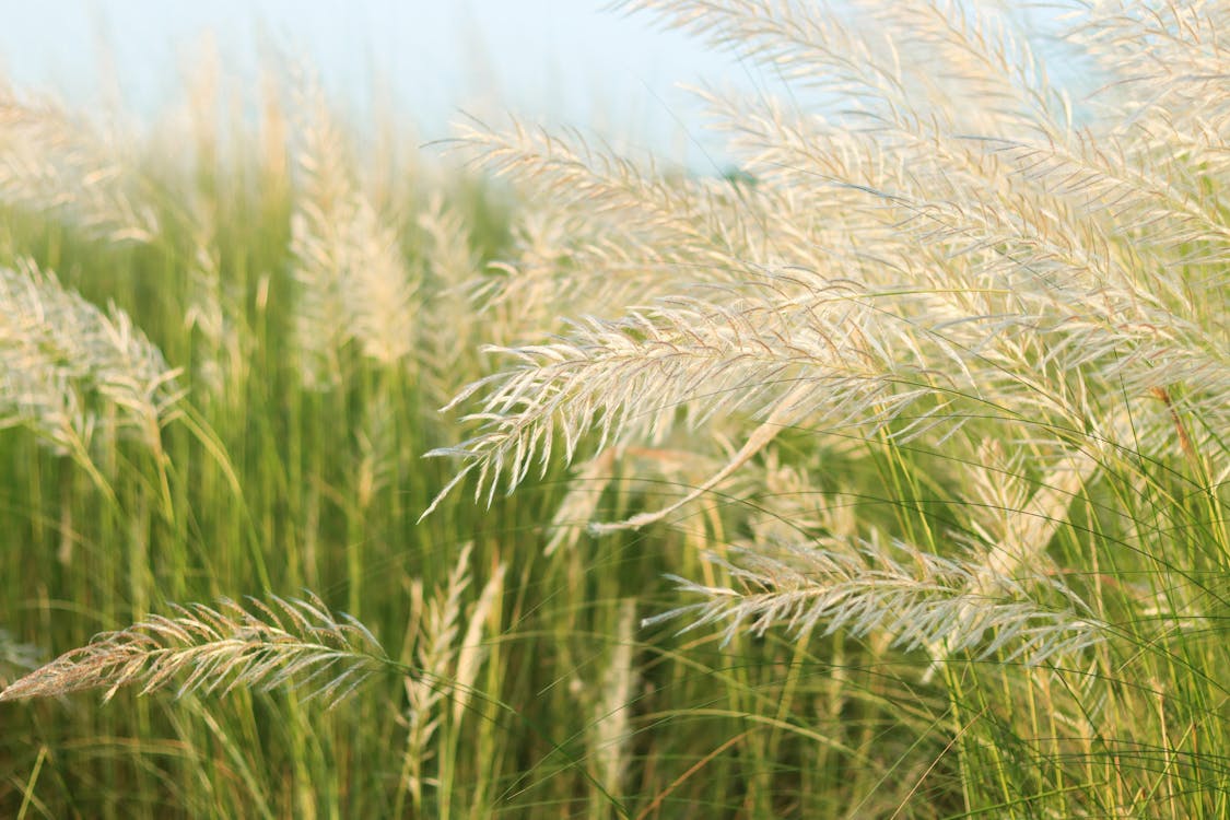 Close Up Photo of Wheat Field