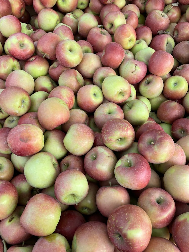 Pile Of Mcintosh Apples 