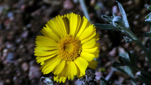 Free stock photo of yellow flower Stock Photo