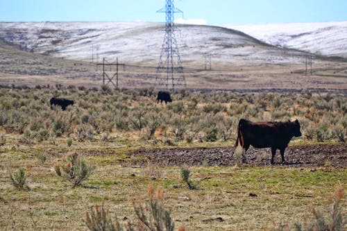 無料 緑の草の上の茶色の牛 写真素材