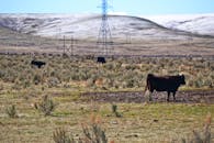 牛群在山丘和电线点缀的广阔乡村景观中吃草