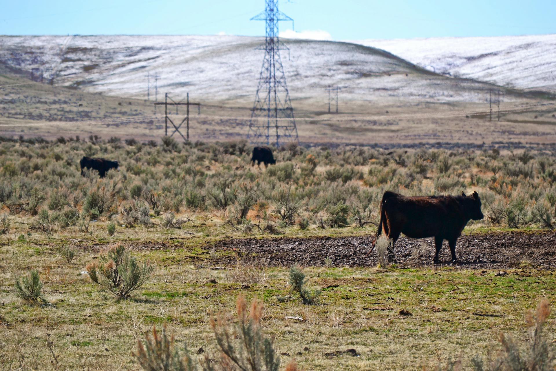 Brown Cow On Green Grass