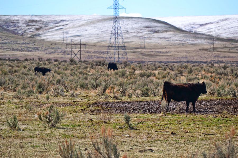 Cattle grazing across an expansive rural range