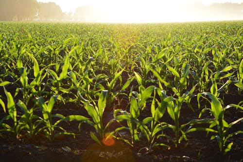 Free Corn Field during Daytime Stock Photo