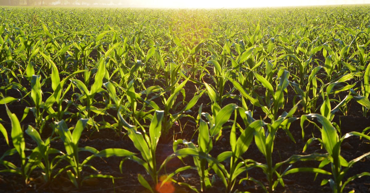How much does a bushel of corn weigh