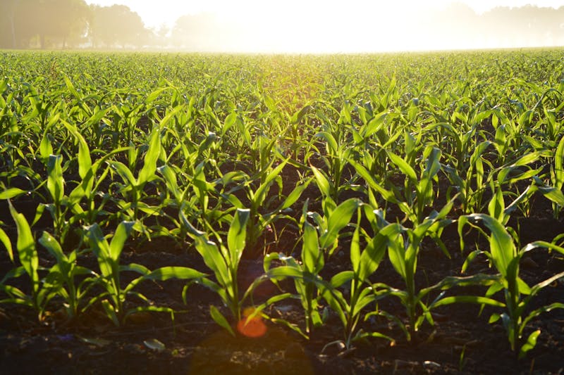 Rows of crops in an agricultural field at sunrise