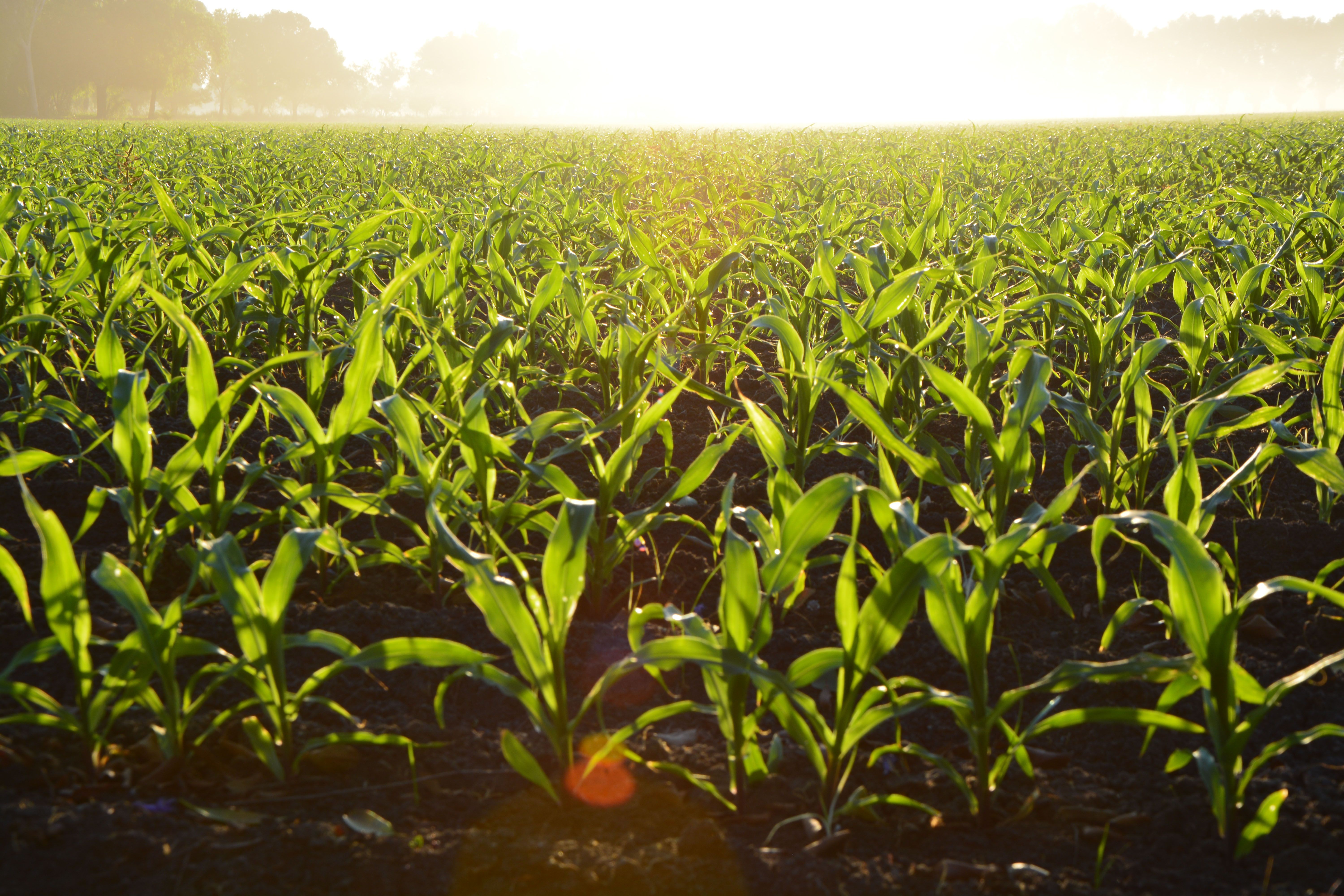 Foto de stock gratuita sobre agricultura, campo, campos de cultivo