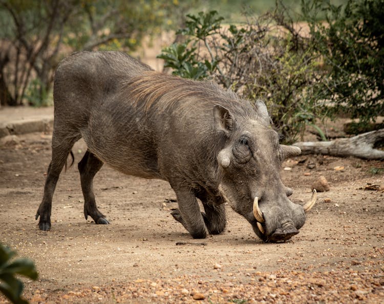 Close-Up Shot Of A Warthog