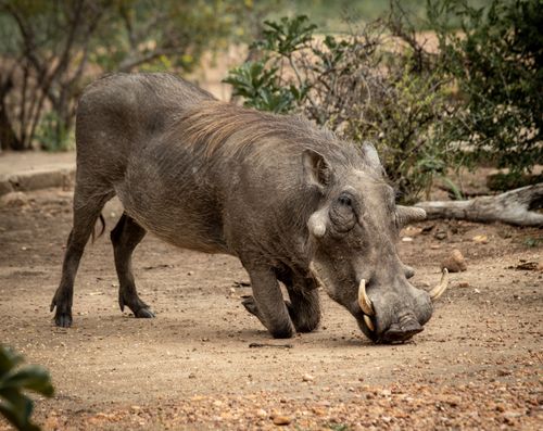 Free A warthog in Hoedspruit, South Africa, showing distinctive tusks and natural habitat. Stock Photo