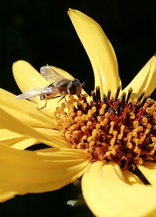 食蚜虻, 黃色 的 免费素材图片