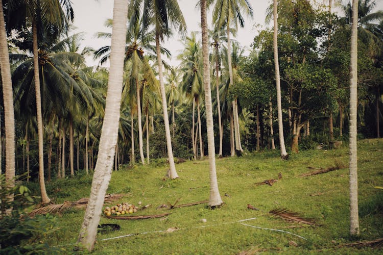 Coconut Trees Plantation On Grassland