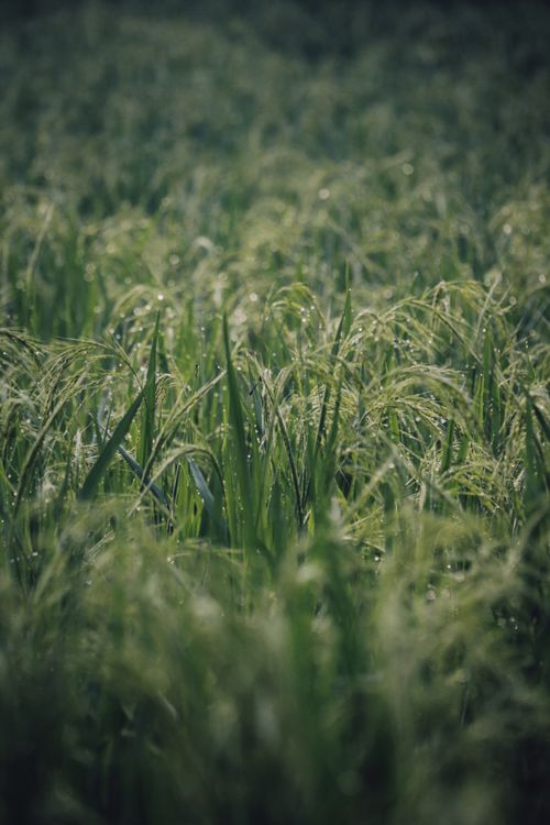 Free Close-up of a vibrant green grass field with fresh dew drops, showcasing natural beauty. Stock Photo