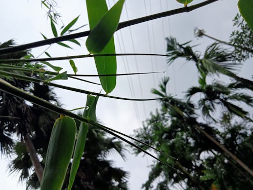 Free stock photo of bamboo leaf