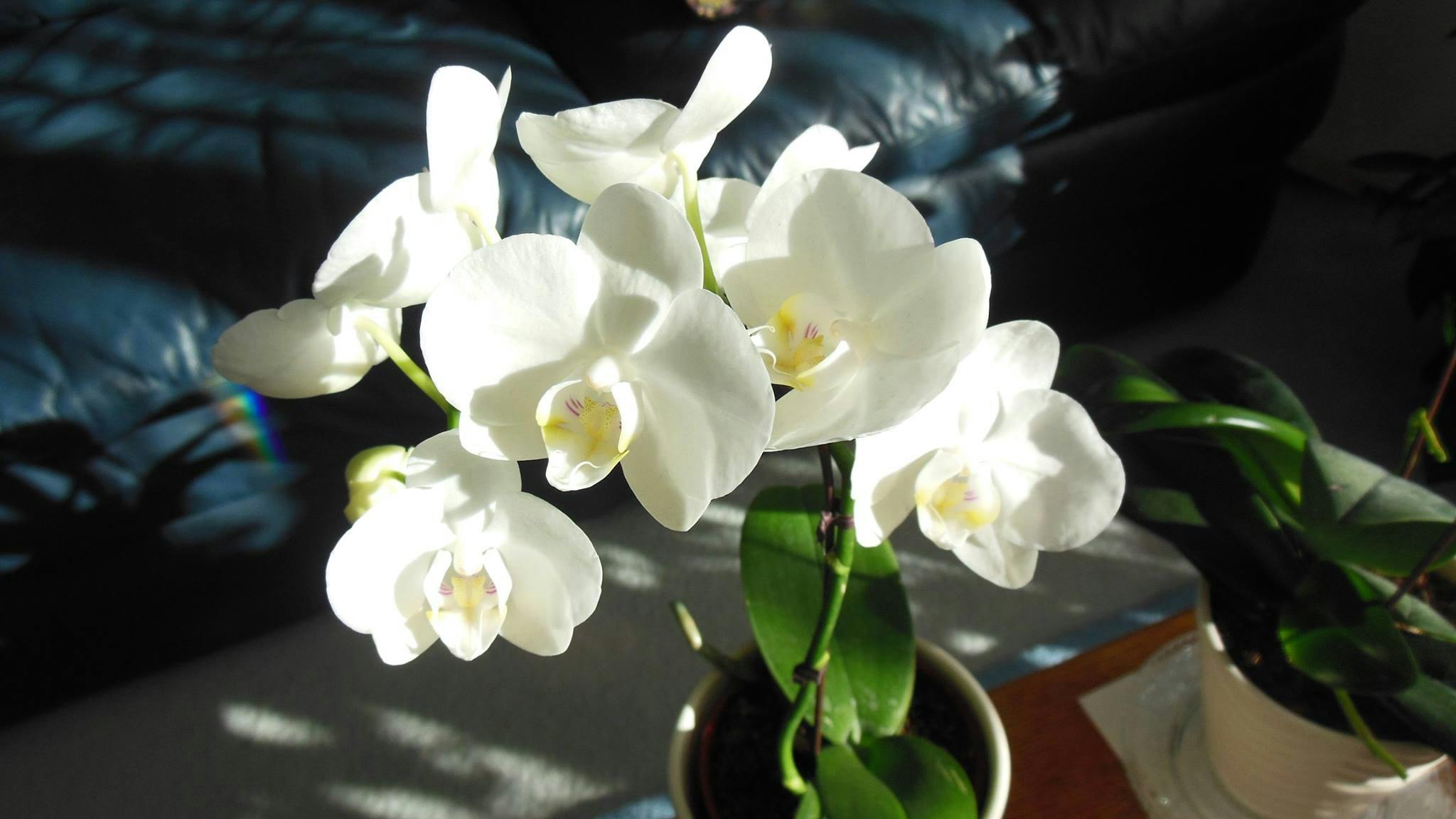 Foto Stok Gratis Tentang Bunga Anggrek Putih Yang Mekar