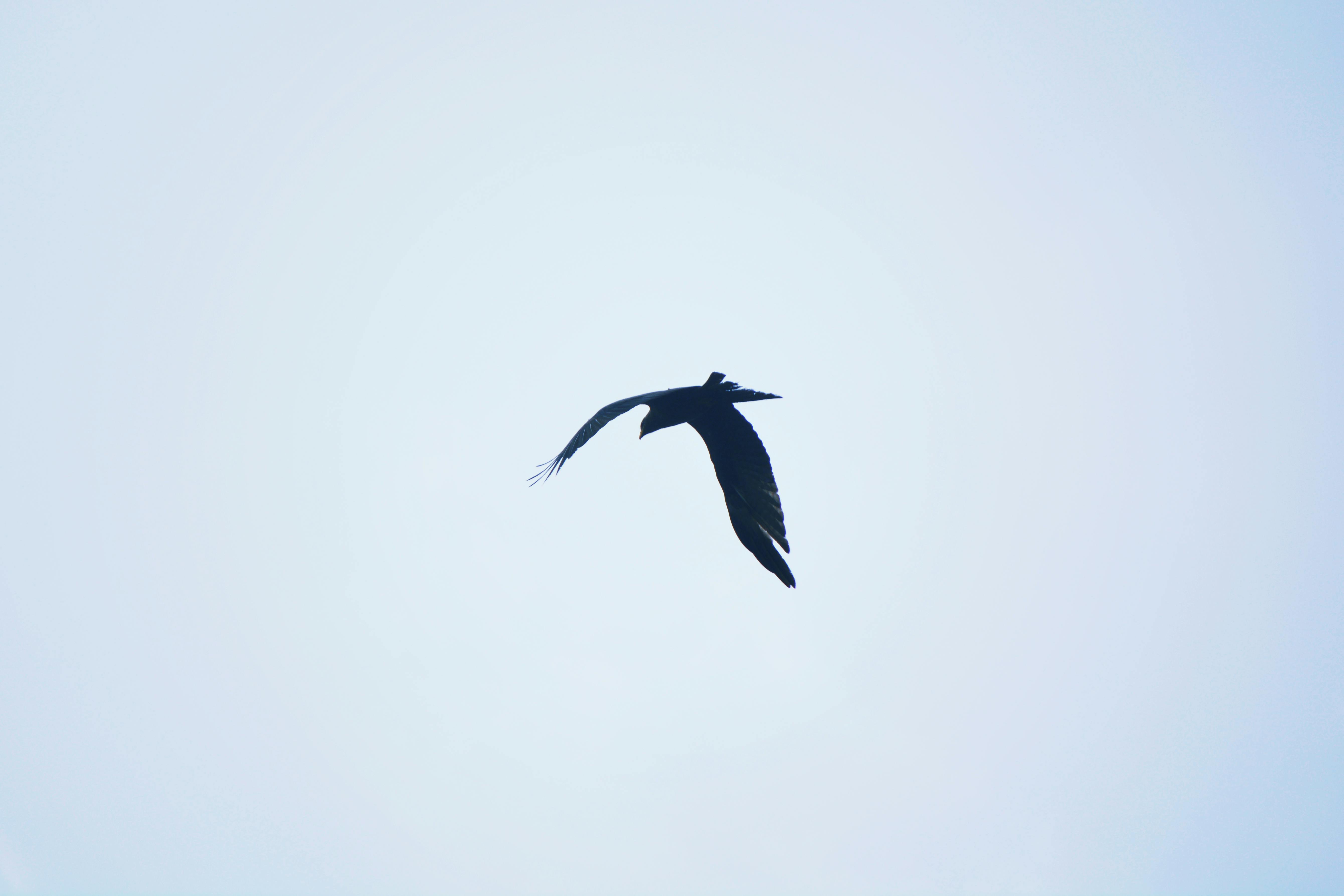 Free stock photo of bird, flying, minimalism