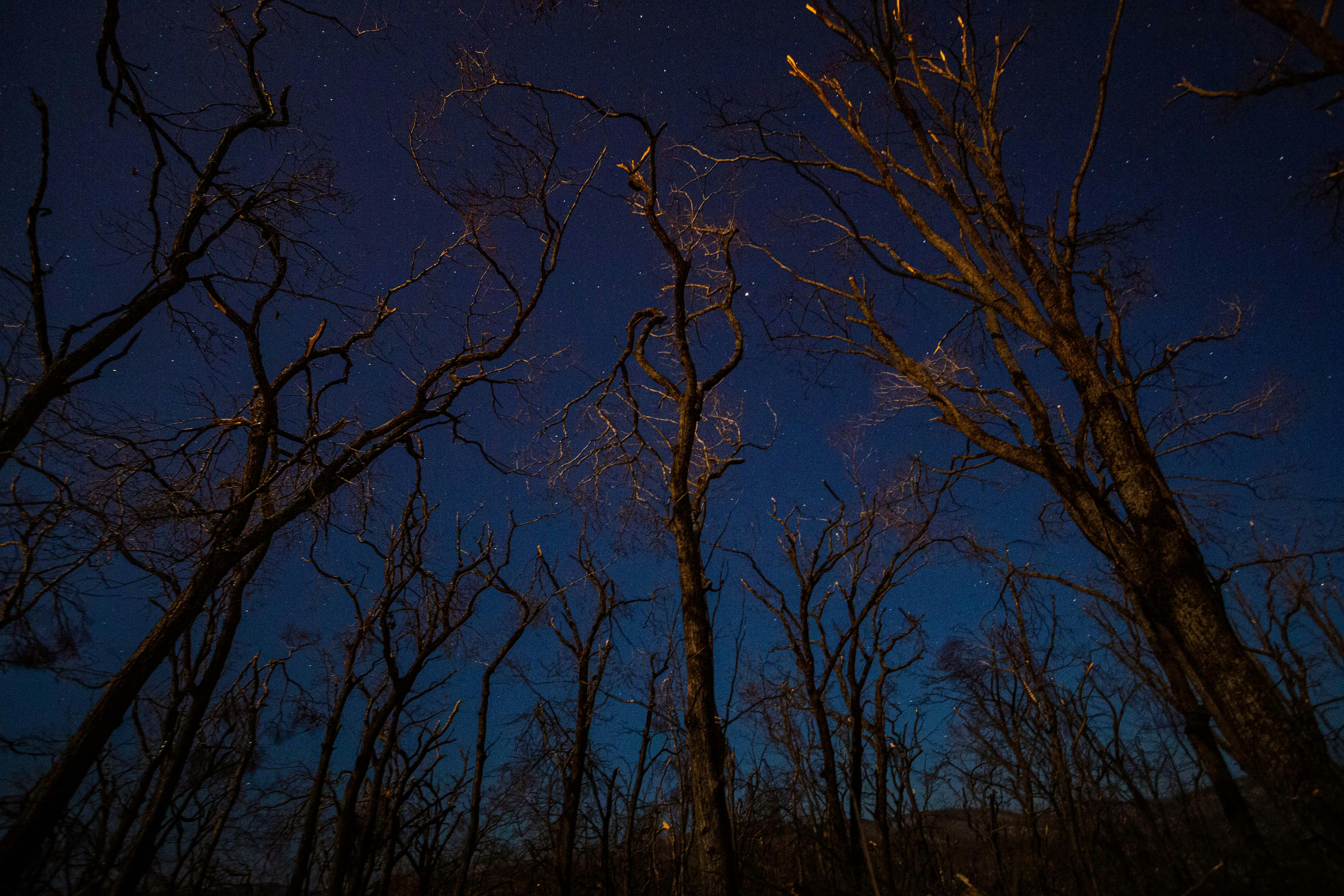 Silhouettes of leafless trees beneath a starry night sky, creating a serene nature scene.