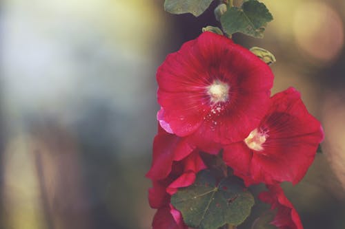 คลังภาพถ่ายฟรี ของ hollyhocks, สวน, สีแดง