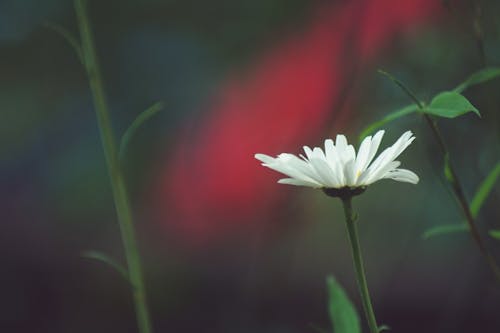 Gratis arkivbilde med blomst, farge, flora