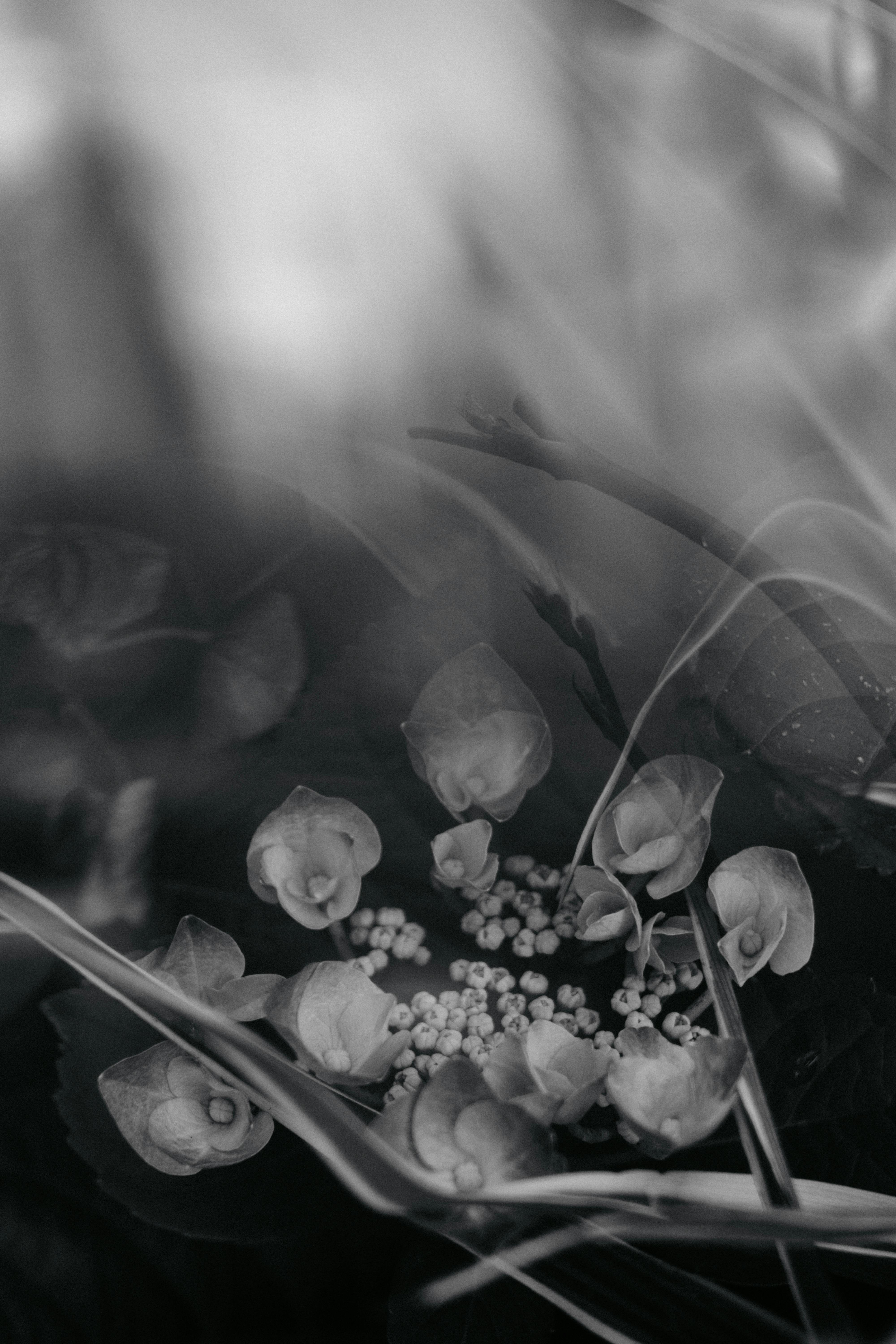 A close-up black and white photo of flowers with a blurred background, emphasizing delicate petals.